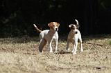 PARSON RUSSEL TERRIER 012